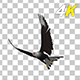 Eurasian White-tailed Eagle - Flying Loop - Down Angle View - 275