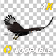 Eurasian White-tailed Eagle - Flying Loop - Down Angle View - 274