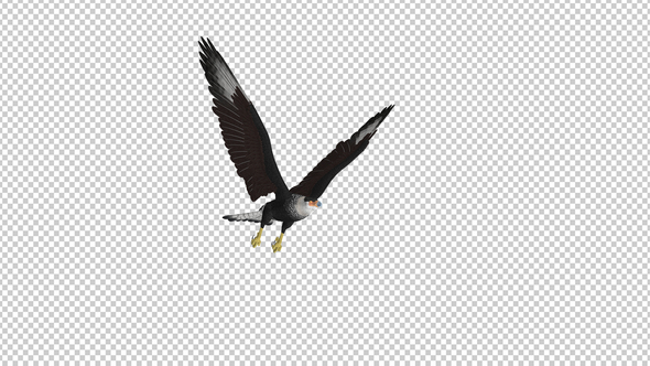 Caracara Hawk - 4K Flying Loop - Side Angle alt