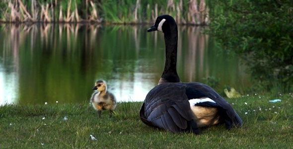 Goose Family 1