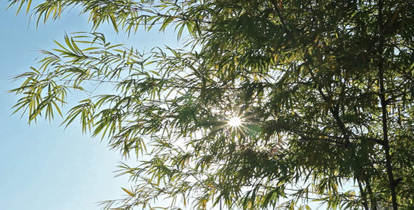 Sunshine And Bamboo III
