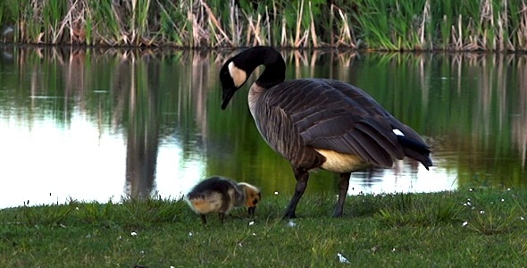 Goose Family 3