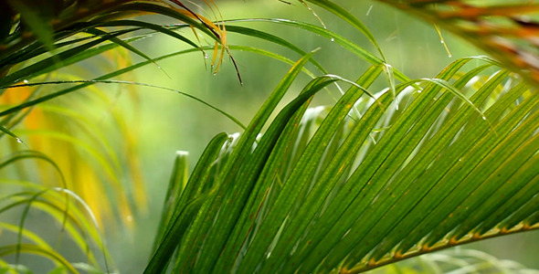Background - Palm Leaves In The Rain alt