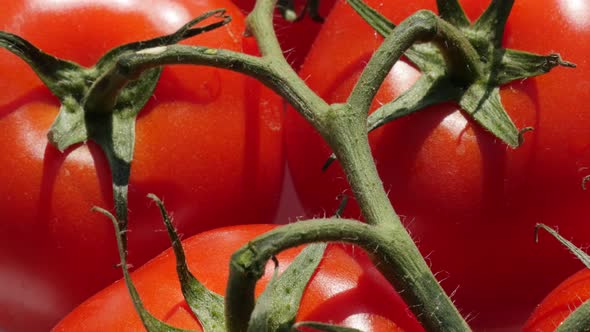 Red fresh cherry tomatoes on vine close-up tilting 4K 2160p 30fps UHD footage - Slow tilt over natur