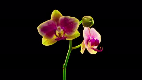 Blooming Yellow - Pink Orchid Phalaenopsis Flower