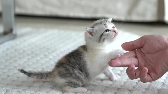 Asian Woman Playing With Her Tabby Cat Slow Motion 