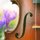 Spring Blossom Cello Soundscape
