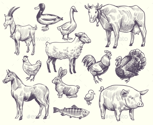 Hand Drawn Farm Animals