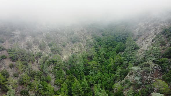 Misty Fog Blowing Over Pine Tree Forest Rainy Weather in Mountains