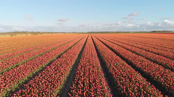Aerial: rows of tulips growing in Netherlands countryside, 4k landscape