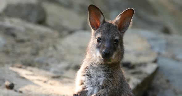 small cute baby of kangaroo feeding