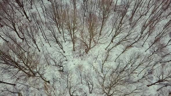 Aerial view of bare winter forest