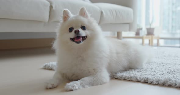 White pomeranian dog at home