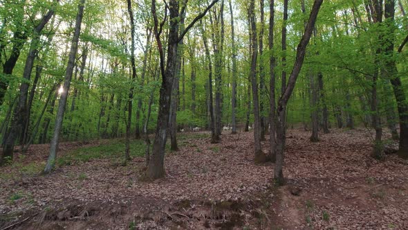 Goats Graze In The Forest Slow Motion