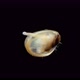 Young Mollusca, class Bivalvia under the microscope - VideoHive Item for Sale