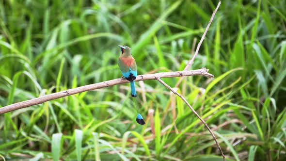 Costa Rica Exotic Bird Flying, Turquoise Browed Motmot (eumomota superciliosa), In Flght Taking Off