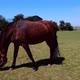 Horses graze in a meadow in a corral on a sunny day - VideoHive Item for Sale