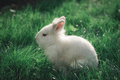 White Bunny in the grass - PhotoDune Item for Sale