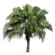 Chinese Fan Palm Cut Out Image -1 - 3DOcean Item for Sale