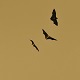 Bats
