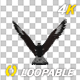 Eurasian White-tailed Eagle - Flying Loop - Down Angle View - 271