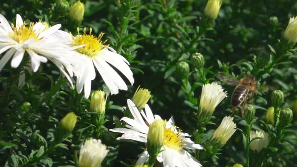 Bee & Flowers