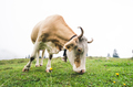 Fisheye shot of a grazing cow - PhotoDune Item for Sale