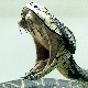 Snake Bite