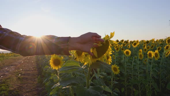 Tracking Shot of Close Up Farmer's Hand Carefully Touches Sunflower Flowers