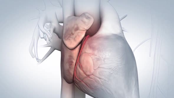 Anatomy of the Coronary Arteries