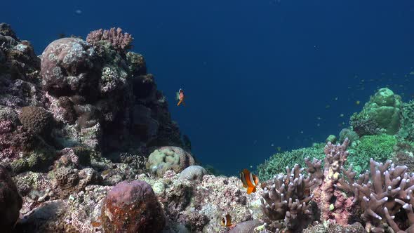 view of a coral reef with anemonefish swimming in the center with blue ocean background
