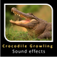 Crocodile Growling Sound