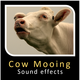 Cow Mooing Sounds