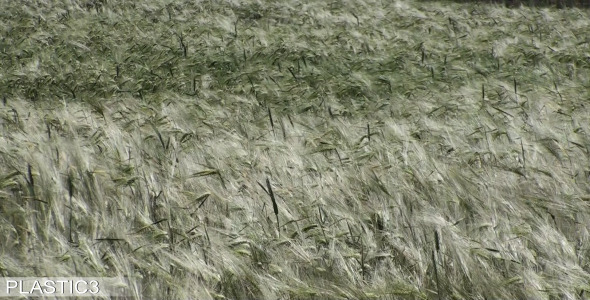 Ears Of Wheat In The Wind HD