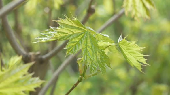 Young Spring Leaves Of A Tree In The Wind