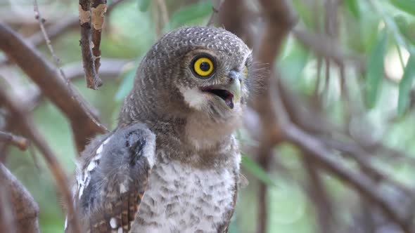 Pearl-spotted owlet hooting in a tree 