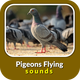 Pigeons Flying Sounds