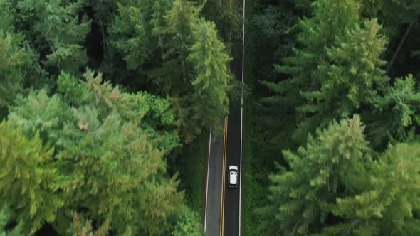 Aerial Top Down  View of White Car Driving on Country Road in Conifer Forest