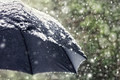 Snow flakes falling on a black umbrella - PhotoDune Item for Sale
