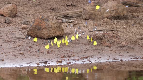 Butterflies Get Nutrients from Moist Soil 