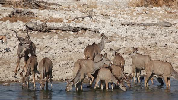 Kudu Antelopes At Waterhole - Etosha National Park