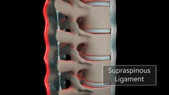 Anatomy Of The Ligaments Of The Spine