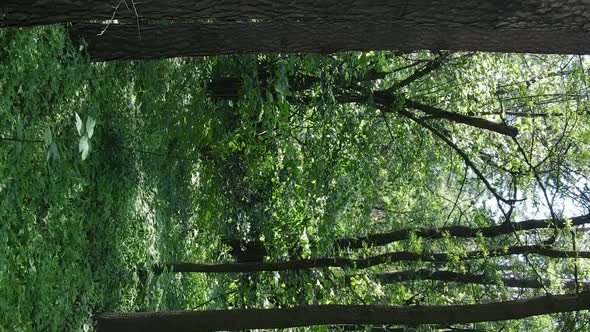 Vertical Video of Forest Landscape in Summer Slow Motion