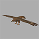 Eagle - 3DOcean Item for Sale