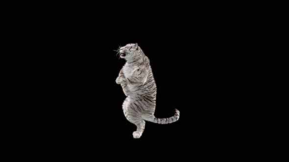 64 White Tiger Dancing 4K