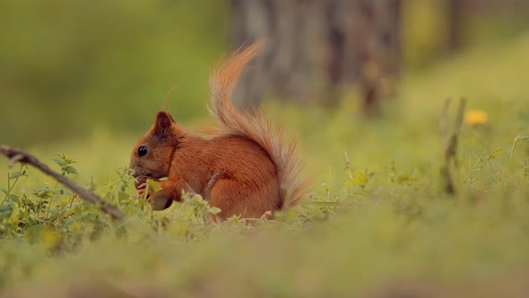 Squirrel In Park.European Squirrel.Sciurus Vulgaris Find Food In Wood.Spring Time In City Park.