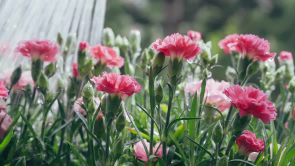 Watering Bright and Pink Carnation Flowers on Balcony