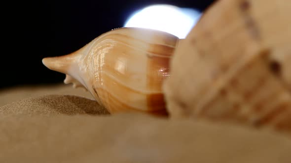 Amazing Sea Shell, Pink, on Sand, Black, Back Light, Shadow, Rotation