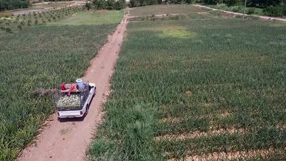 Pineapple Farm or Pineapple Plantation and Pineapple Truck Aerial Shot On DJI PT4