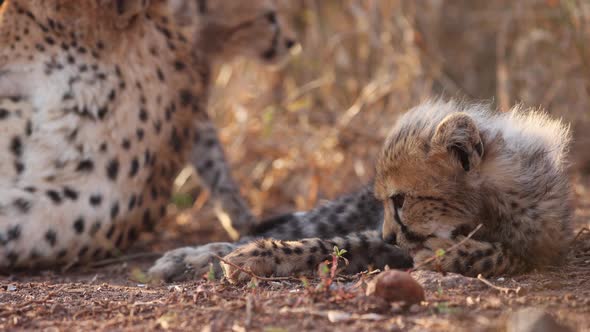 Cute fuzzy cheetah cub lies in golden tall morning grass next to mom